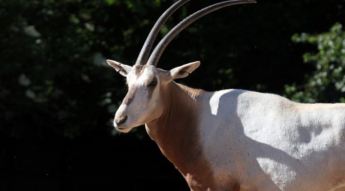 Scimitar-Horned Oryx