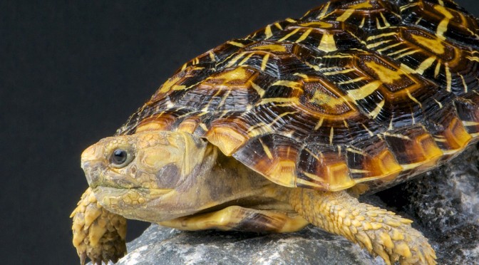 Pancake Tortoise