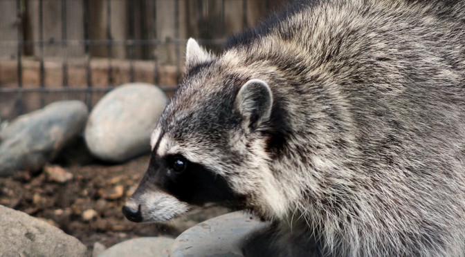 Raccoon