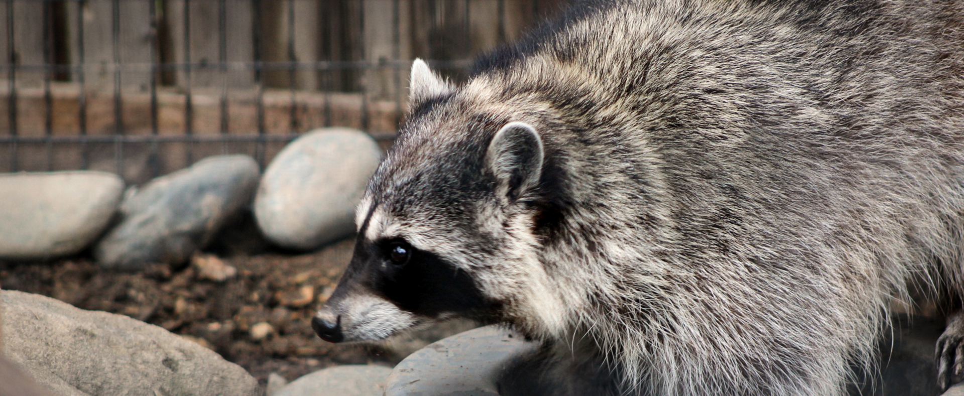 when do raccoons have babies in pennsylvania Drusilla Post