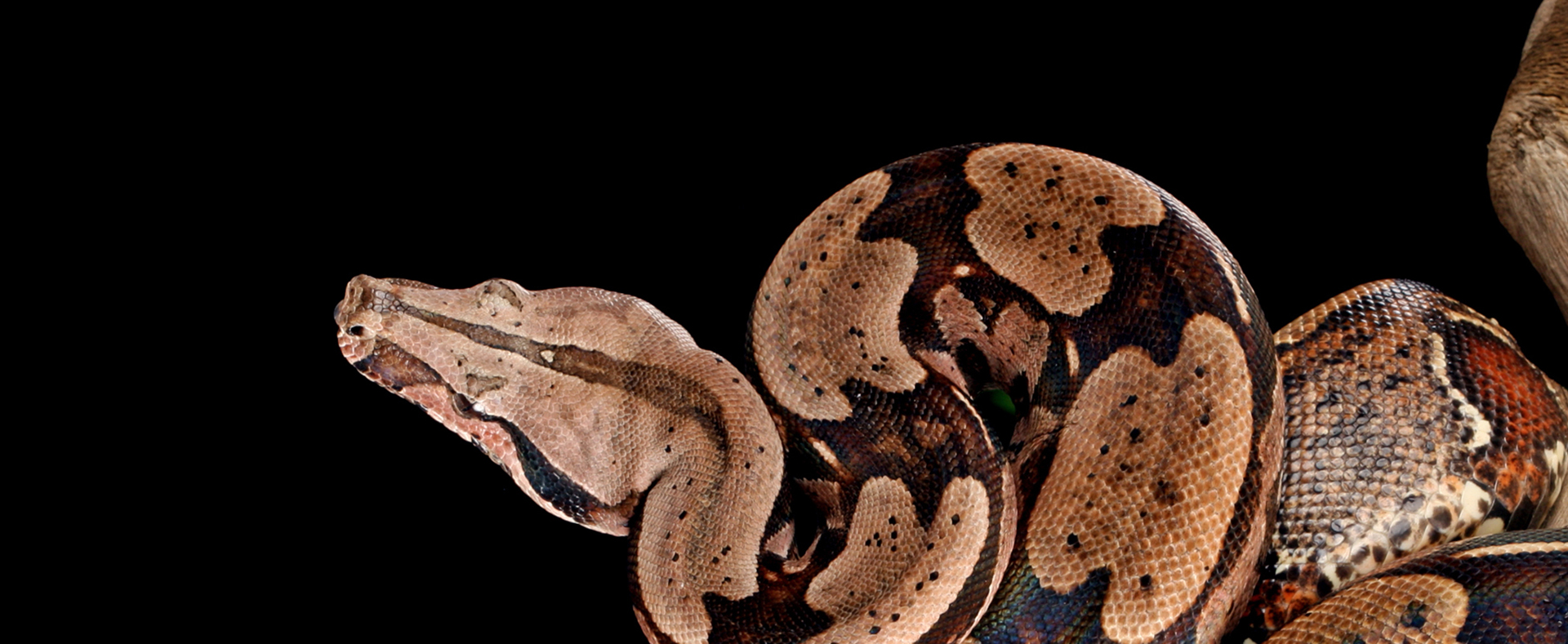 Red Tailed Boa Lehigh Valley Zoo Red Tailed Boa Lehigh Valley Zoo