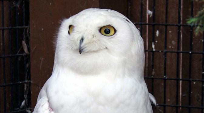 Snowy Owl