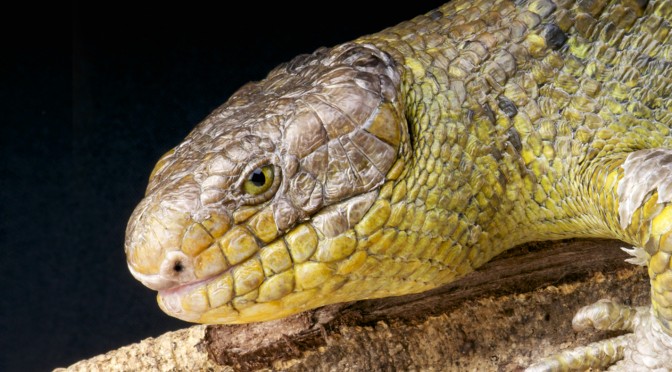 Solomon Islands Skink