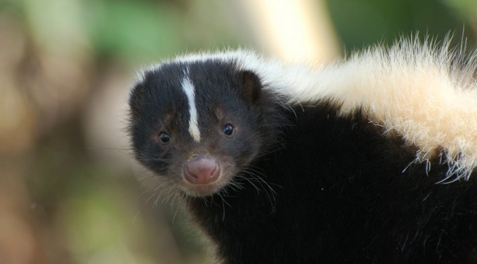 Striped Skunk