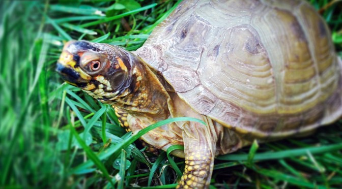 Three-toed Box Turtle