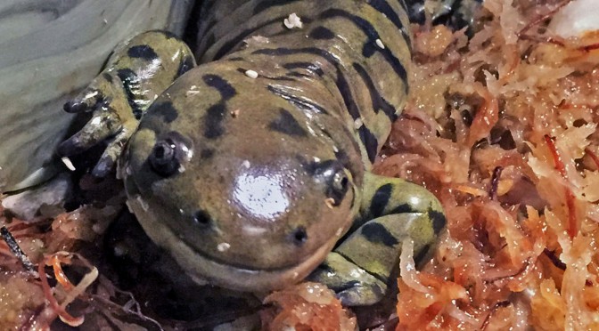 Tiger Salamander
