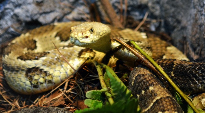 Timber Rattlesnake
