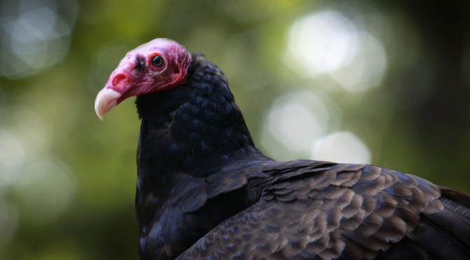 Turkey Vulture