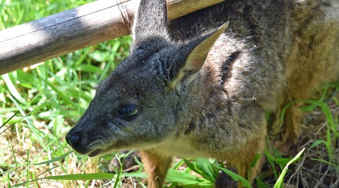 Tammar Wallaby
