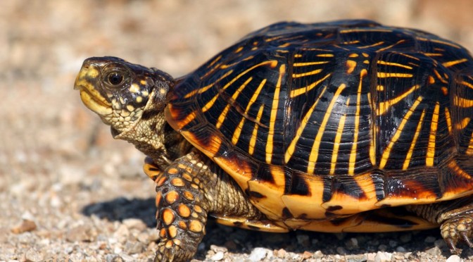 Western Box Turtle