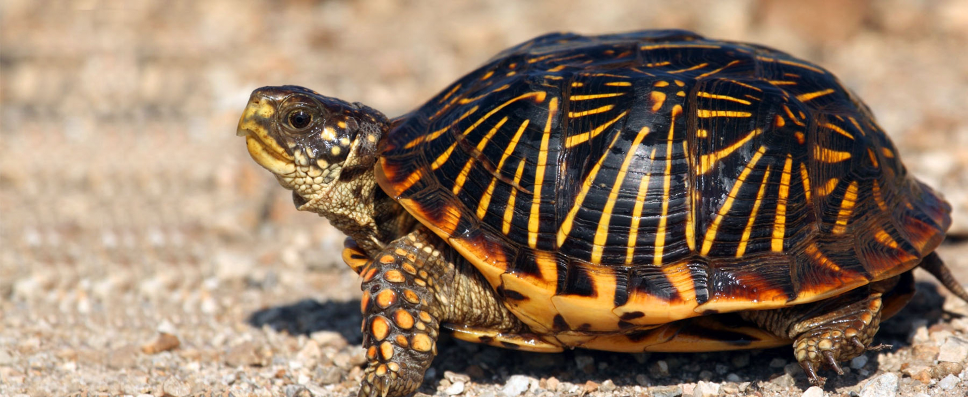 80+ Turtle Nails Stock Photos, Pictures & Royalty-Free Images - iStock