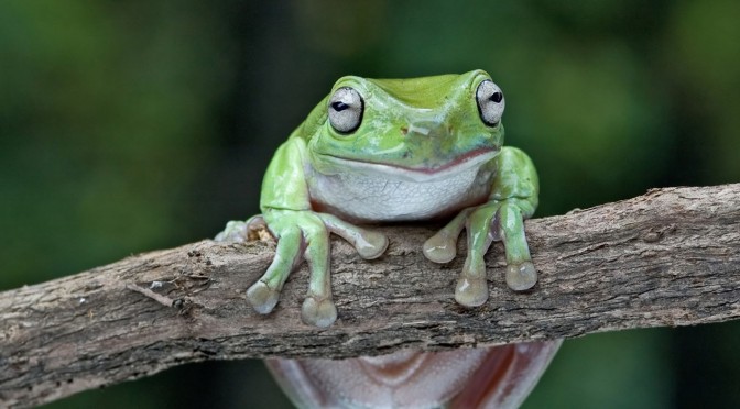 White’s Tree Frog