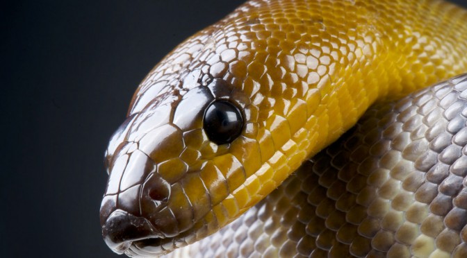 Woma Python