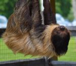 Linnaeus’s Two-Toed Sloth