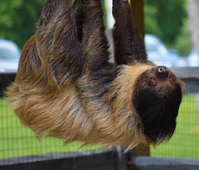 Linnaeus's Two-Toed Sloth - Lehigh Valley Zoo