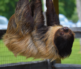 Linnaeus's Two-Toed Sloth - Lehigh Valley Zoo Linnaeus's Two-Toed Sloth - Lehigh Valley Zoo