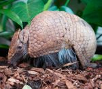 Three Banded Armadillo (Southern)