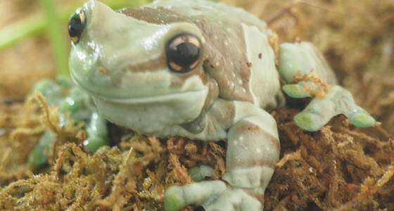 Daytime at the Zoo this Month Features Educational Programming