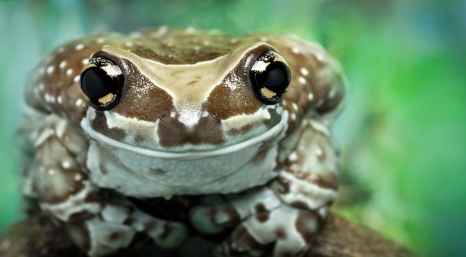 Amazon Milk Frog