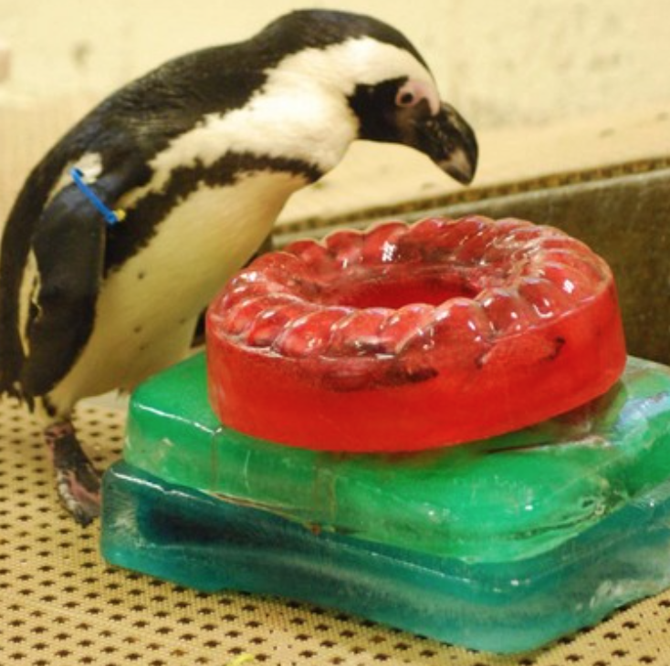 Penguin transplanted to Lehigh Valley Zoo already has a friend ...