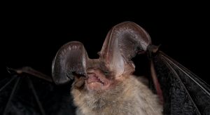 Bat Northern Long Ear 01
