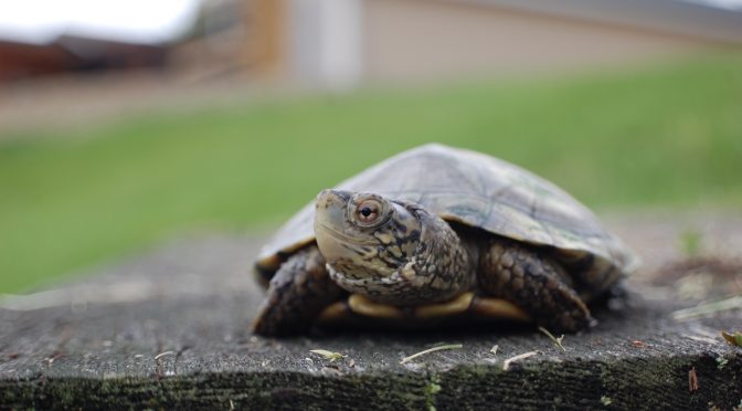 Lehigh Valley Zoo Announces Grand Opening of Turtle Pond