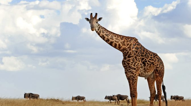 Lehigh Valley Zoo Announces Giraffe Barn Ground Breaking Ceremony