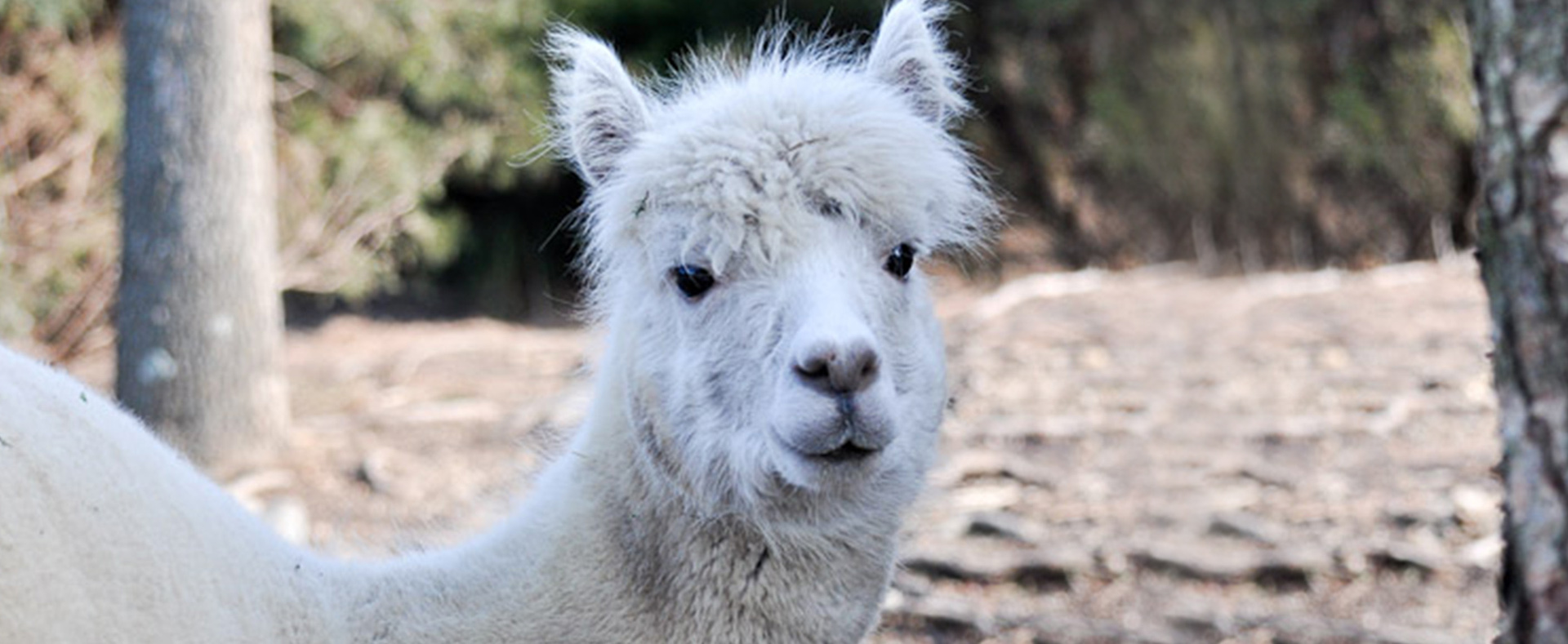 Alpaca - Lehigh Valley Zoo