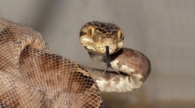 Amazon Tree Boa