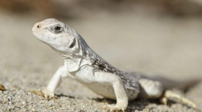 Desert Iguana