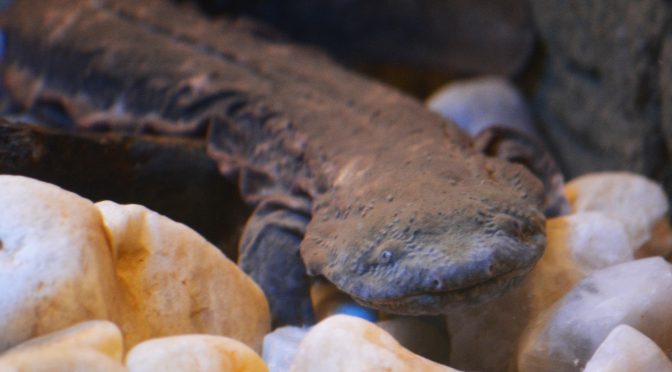 Eastern Hellbender