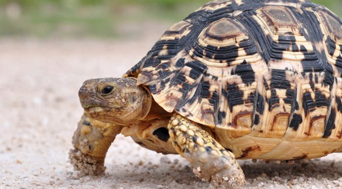 Leopard Tortoise