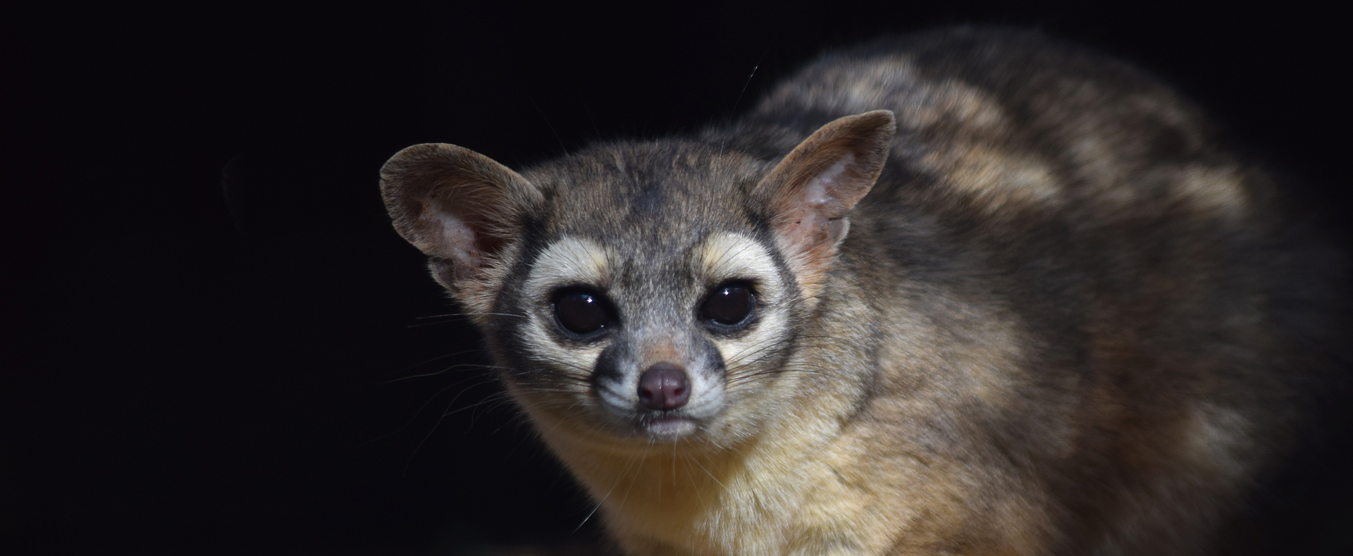 Ringtail-Banner.jpg