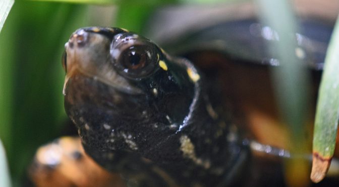 Spotted Turtle