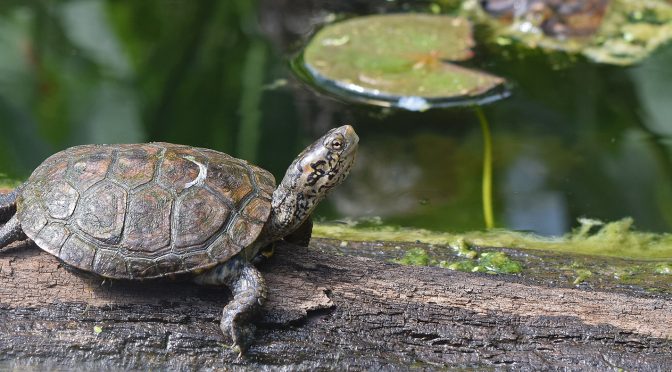 Western Pacific Pond Turtle