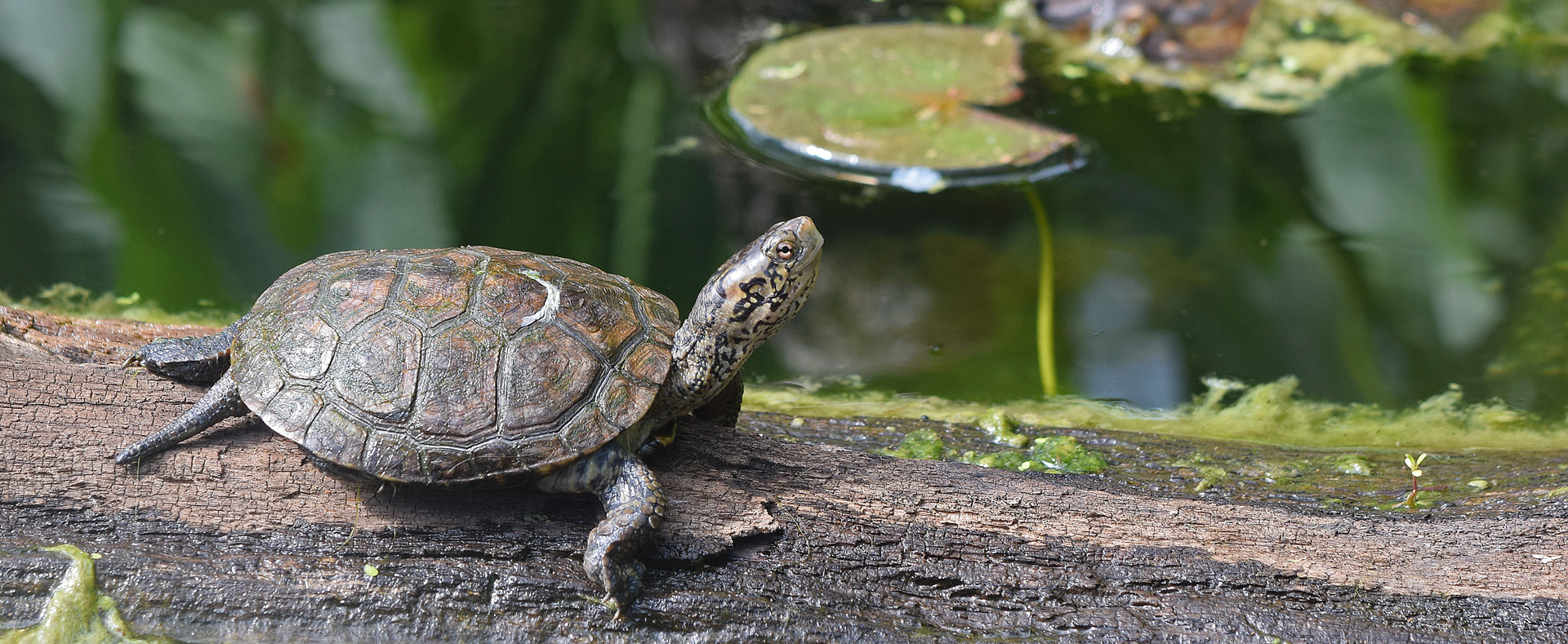 Western Pacific Pond Turtle Lehigh Valley Zoo