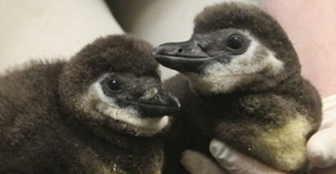 First chance to meet the African Penguin Chicks!