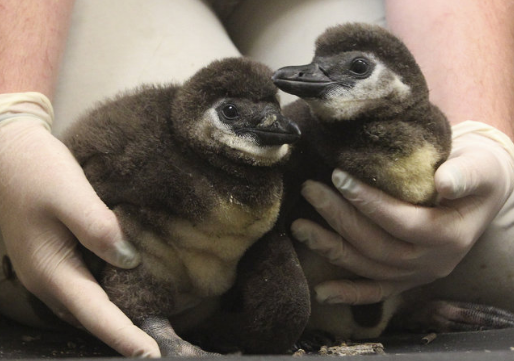 penguin%20babies5