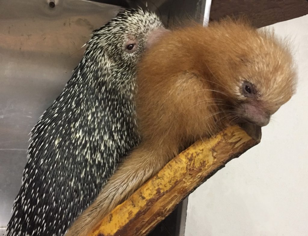 Lehigh Valley Zoo Announces Birth of PrehensileTailed Porcupine