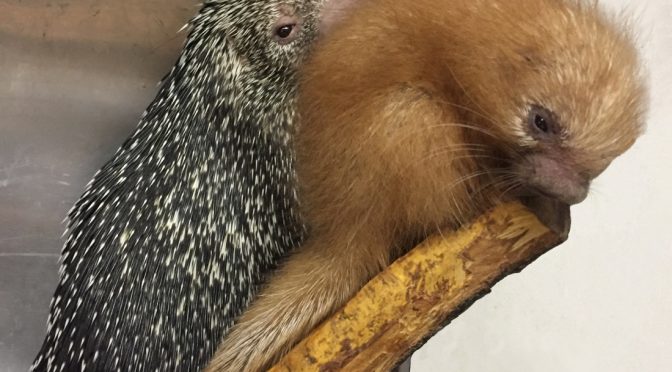 Lehigh Valley Zoo Announces Birth of Prehensile-Tailed Porcupine