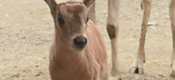 Critically Endangered Antelope Born at Lehigh Valley Zoo