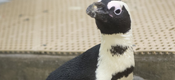 Unwanted Penguin Finds Success and Love at Lehigh Valley Zoo