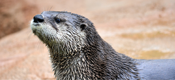 Lehigh Valley Zoo Announces Plans to Renovate Otter Exhibit