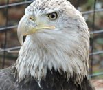 Birds of Prey in Zoological Settings