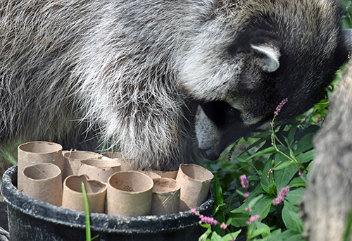 Food Enrichment