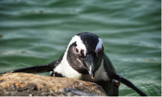 African Black-Footed Penguin