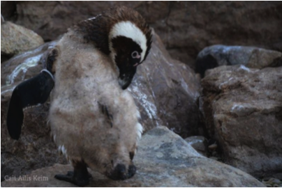 African Black-Footed Penguin