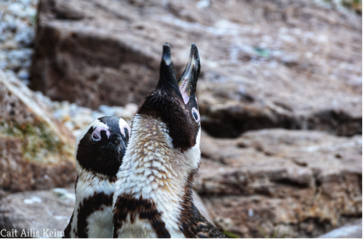 African Black-Footed Penguin