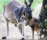 Kangaroos