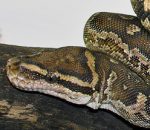 Angolan Python